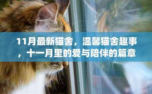 十一月猫舍新篇章,温馨趣事与爱的陪伴