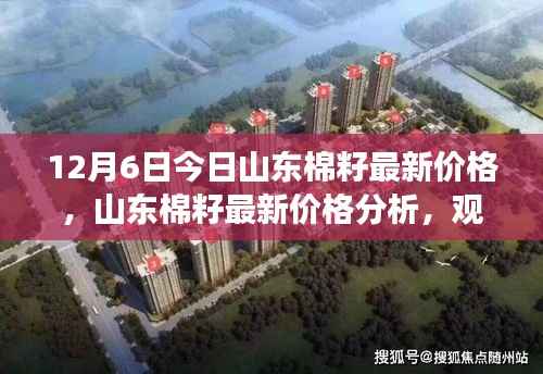 山东棉籽最新价格解析,观点与立场分享(12月6日)
