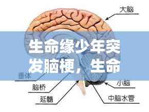 生命缘少年突发脑梗,生命缘脑干