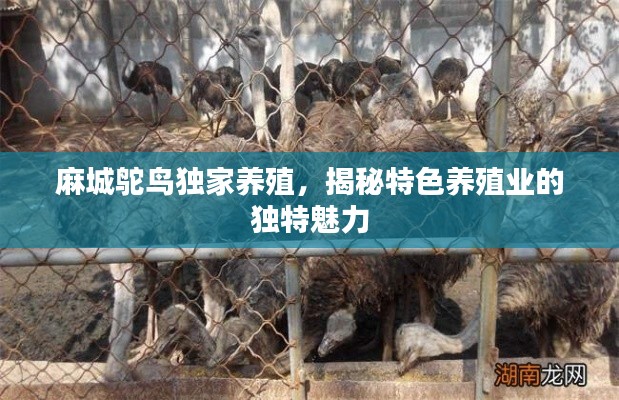 麻城鸵鸟独家养殖,揭秘特色养殖业的独特魅力