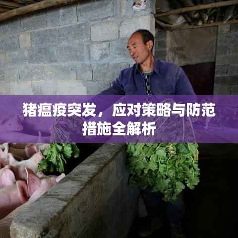 猪瘟疫突发，应对策略与防范措施全解析