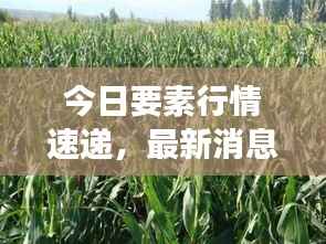 今日要素行情速递，最新消息查询与市场动态掌握指南